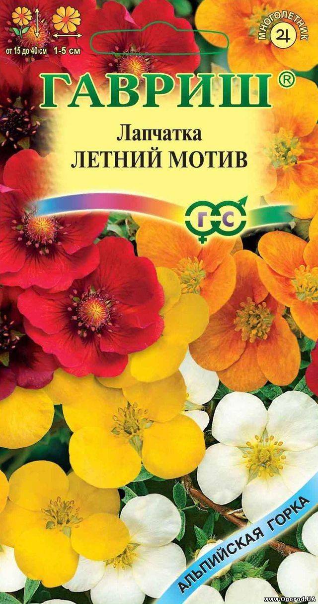 Лапчатка из семян в домашних условиях Лапчатка из семян в домашних условиях