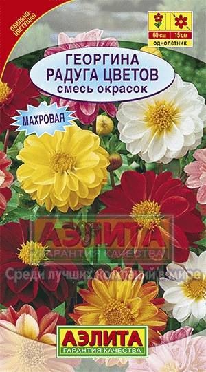 Цветы георгина радуга Цветы георгина радуга