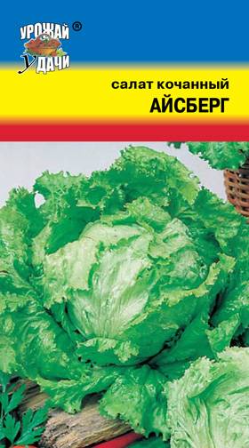 Когда собирать салат айсберг