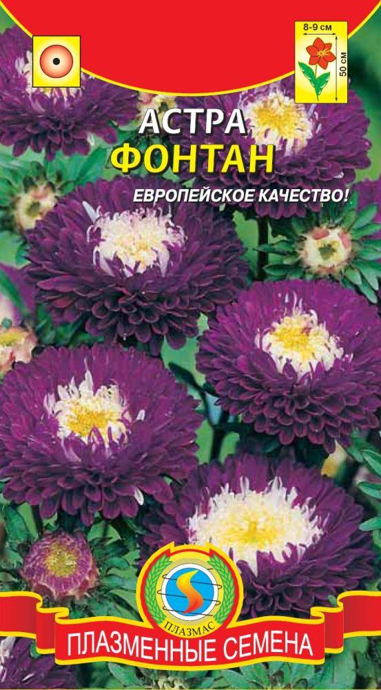 Астра семена цвет Астра семена цвет