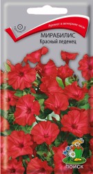 Мирабилис Красный леденец (Поиск)