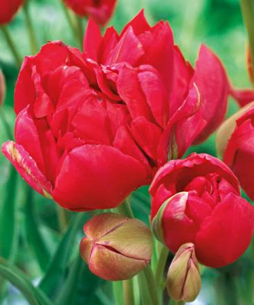 Тюльпан Многоцветковый Эстетик