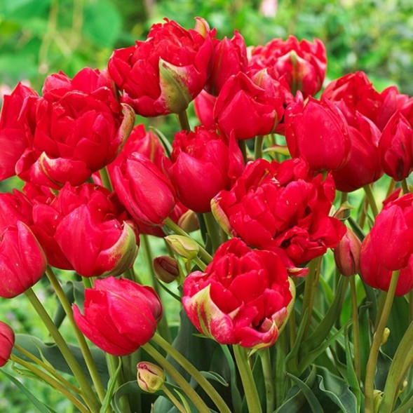  Тюльпан Многоцветковый Эстетик