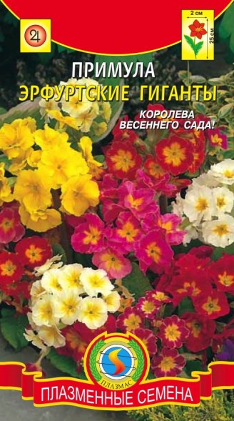 Семена Примула Эрфуртские гиганты смесь ПЛ