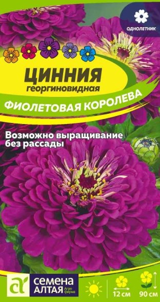 Семена Цинния Фиолетовая королева георгиновидная (Семена Алтая)