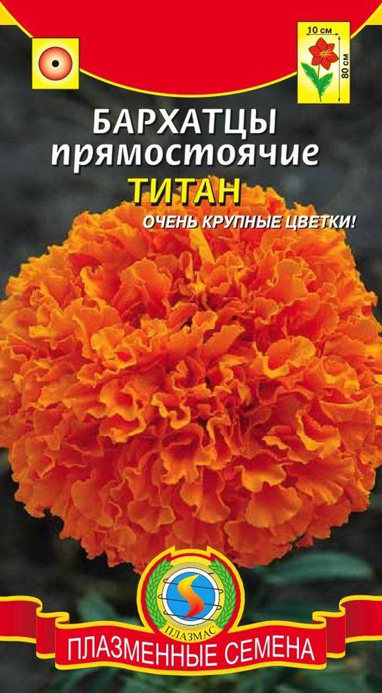 Сорта Бархатцев Низкорослых Крупноцветковых С