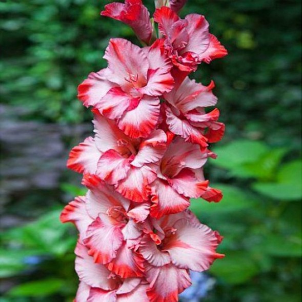  Гладиолус Грейхаунд