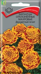 Бархатцы отклоненные Двухцветный гигант (Поиск)