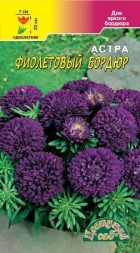 Астра Бордюр Фиолетовый низкорослая ЦС