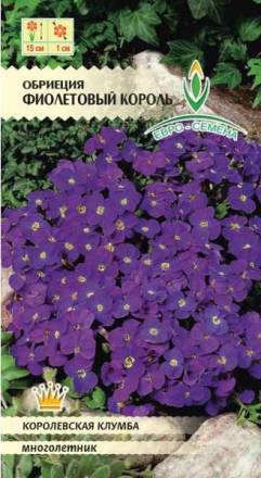 Обриеция Фиолетовый король (Евро-семена)