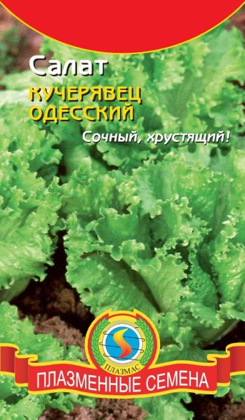 Семена Салат Одесский кучерявец ПЛ