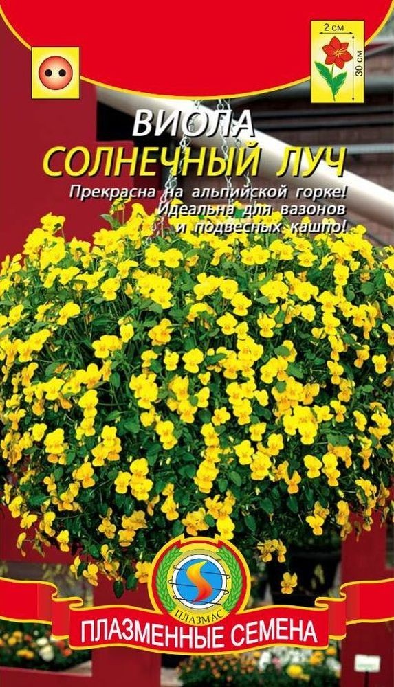 Виолла - солнечный день - 40 фото Виолла - солнечный день - 40 фото