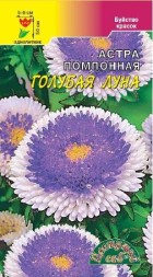 Астра Голубая луна японская помпонная ЦС