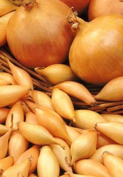  Лук-севок Стурон 1 кг