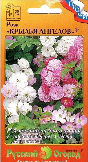 Семена Роза Крылья Ангелов (НК)