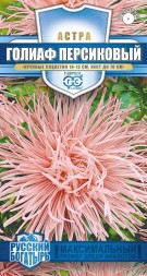 Астра Голиаф (Гавриш)