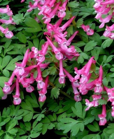  Хохлатка (Corydalis) - 5 шт