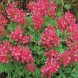  Хохлатка (Corydalis) - 5 шт