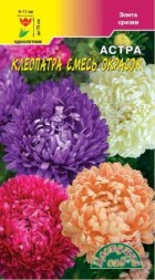 Астра Клеопатра пионовидная смесь ЦС