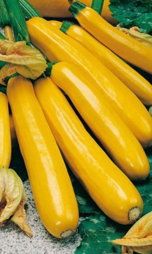 Семена Кабачок Золотинка - цуккини УД