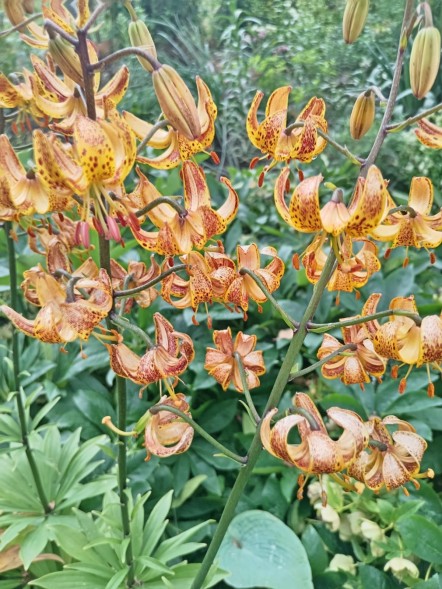  Лилия  мартагон Peppard Gold