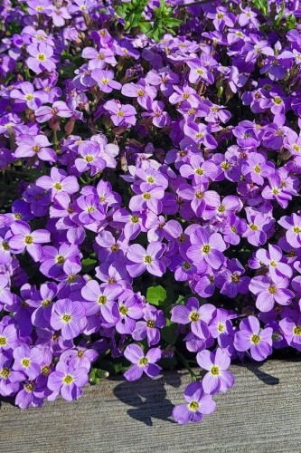 Семена Аубреция (Обриета) Голубая (Поиск)