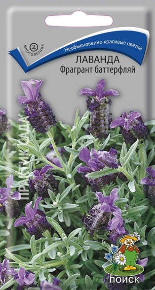 Семена Лаванда Фрагрант баттерфляй (Поиск)