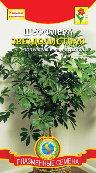 Семена Шеффлера Звездолистная ПЛ