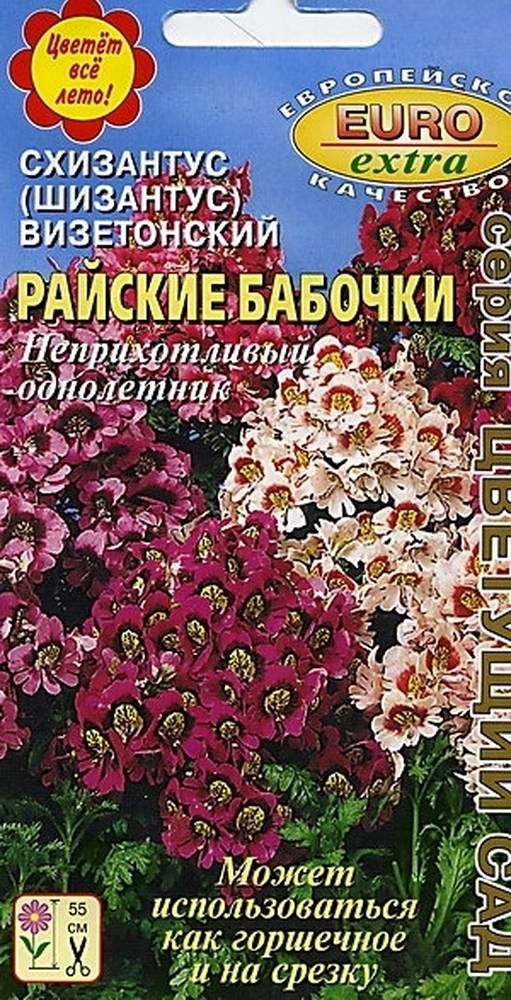 Схизантус Выращивание Из Семян Фото