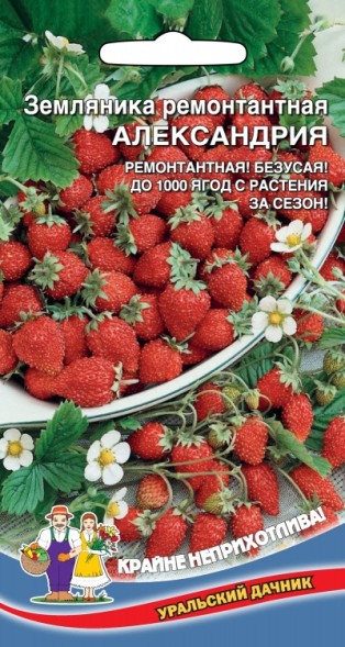 Семена Земляника Александрия - ремонтантная УД