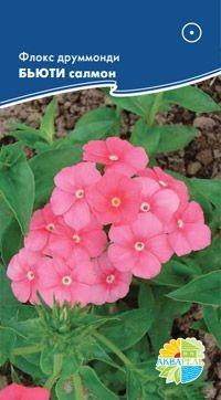Семена Флокс друммонди БЬЮТИ салмон