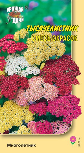 Семена Тысячелистник Смесь окрасок УУД