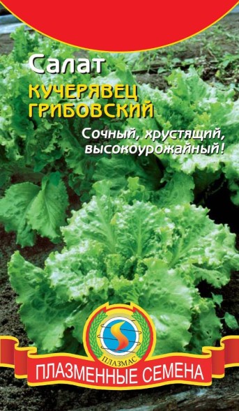 Семена Салат Кучерявец Грибовский ПЛ