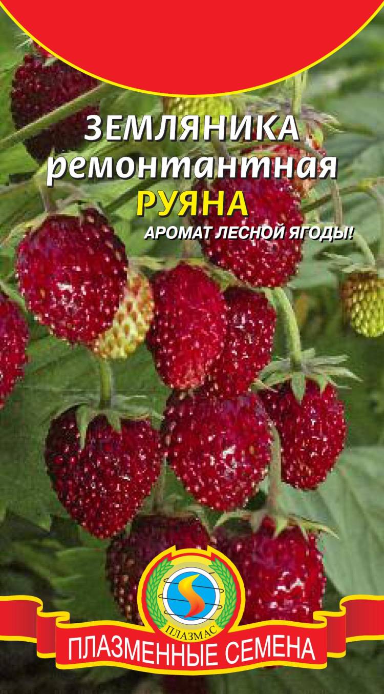 Купить Земляника ремонтантная РУЯНА (УД) 0,05г среднеспелая е/п в Вологде по низ