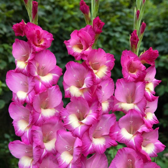  Гладиолус Анук