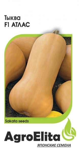 Семена Тыква Атлас F1 мускатная (АгроЭлита)