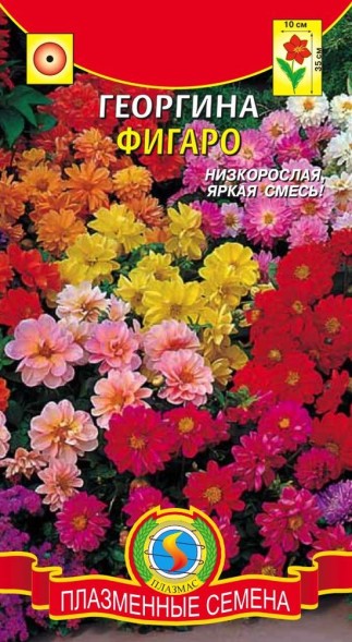 Семена Георгина Фигаро ПЛ