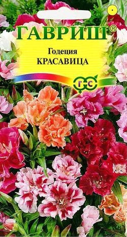 Семена Годеция Красавица смесь (Гавриш)