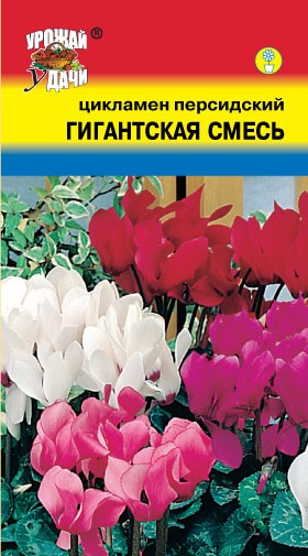 Семена Цикламен персидский Гигантская смесь УУД