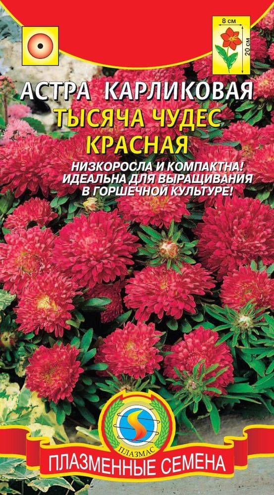 Купить Семена Новобельгийской Махровой Низкорослой Астры