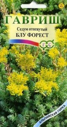 Седум отогнутый "Блу Форест" (Гавриш)