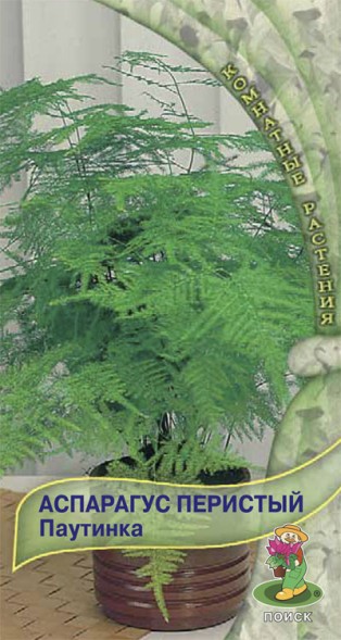 Семена Аспарагус перистый Паутинка (Поиск)