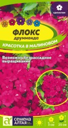 Флокс Красотка в малиновом (Семена Алтая)