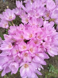 Безвременник осенний