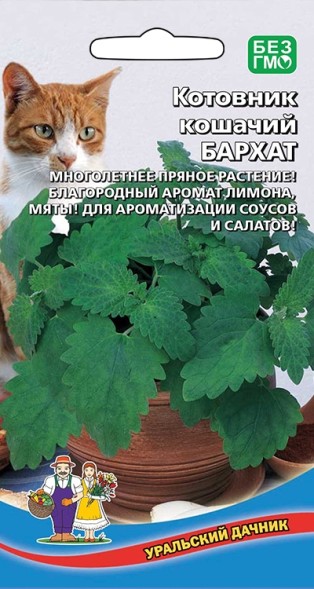 Семена Котовник кошачий Бархат УД