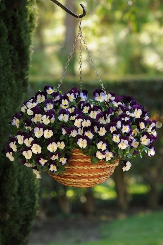 Семена Виола Кул Вэйв Виолет Винг (Поиск)