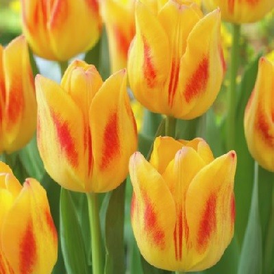  Тюльпан Вилбринкс Стар