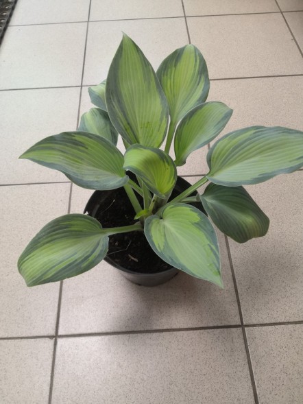  Хоста микс 2