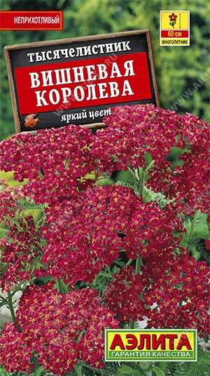 Семена Тысячелистник Вишневая королева (Аэлита)