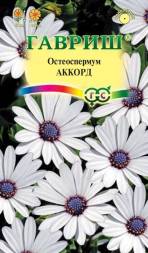 Остеоспермум Аккорд белый (Гавриш)